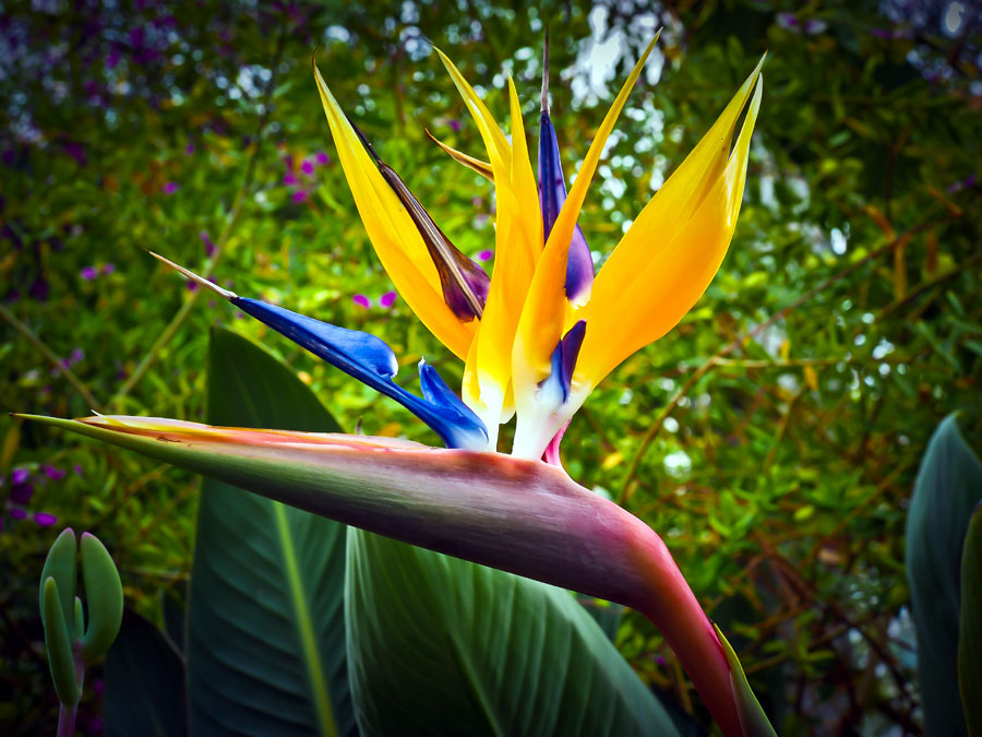 How to Grow Bird of Paradise (Strelitzia) | Bird of paradise plant care