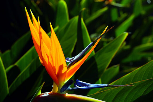 How to Grow Bird of Paradise (Strelitzia) | Bird of paradise plant care ...