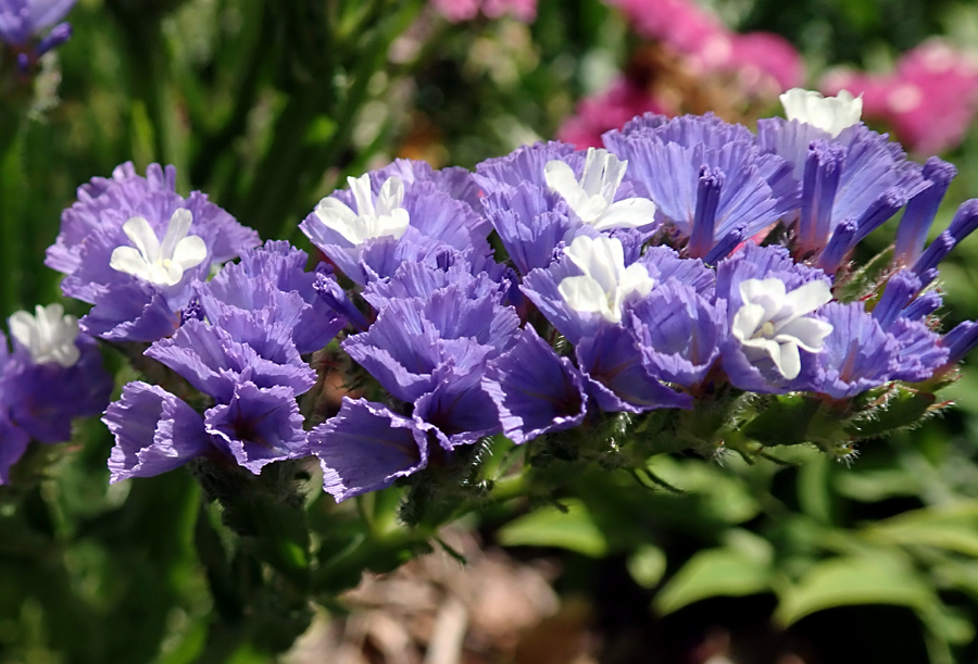 Statice Flowers (Limonium) | How to Grow and care sea-lavender ...