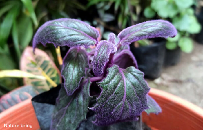 Velvet Plant (Gynura aurantiaca) | How to Grow purple passion plant ...