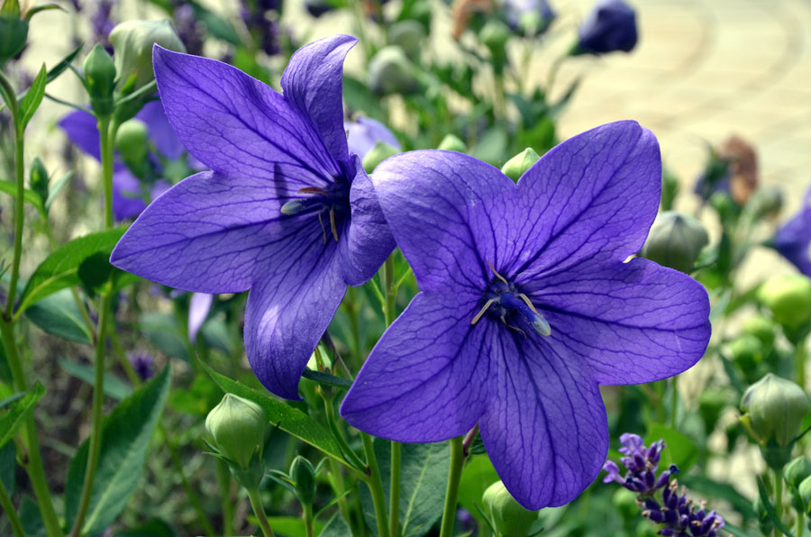 Chinese bellflower (Platycodon grandiflorus) | How to Grow Balloon Flowers Plant