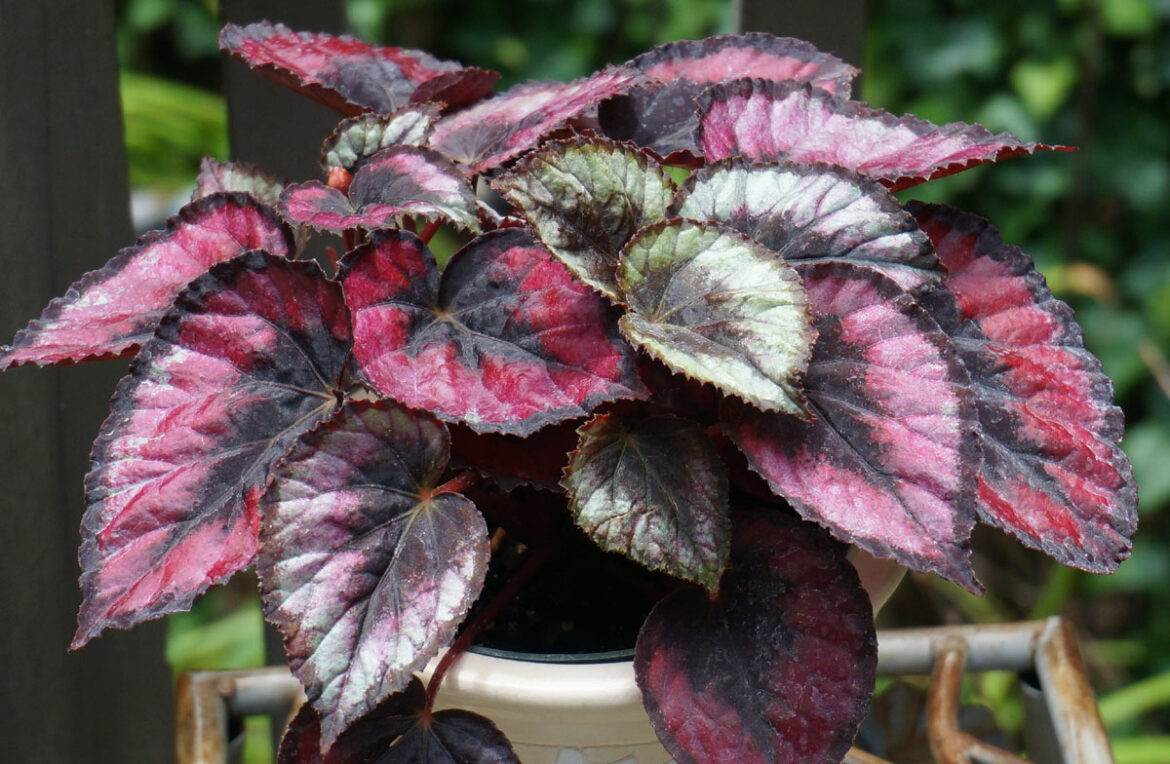 Rex Begonias (Begonia rex) | How to Grow Rex Begonias