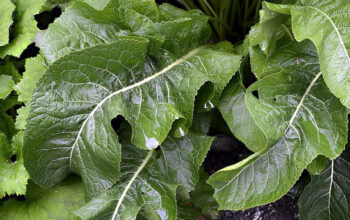 Growing horseradish in your garden | How to Grow Horseradish PlantGrowing horseradish