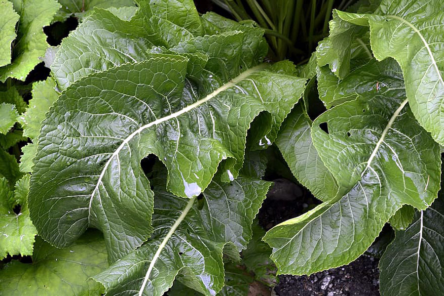 Growing horseradish in your garden | How to Grow Horseradish Plant