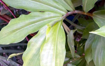 insulin plant (chamaecostus cuspidatus)