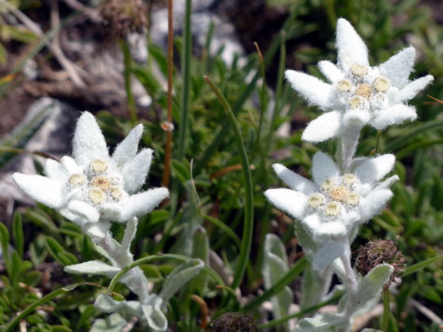 Edelweiss Flower (leontopodium nivale) | How to Grow and Care Edelweiss Flower