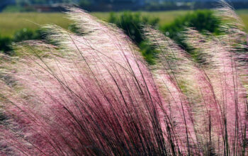 Pink Muhly Grass