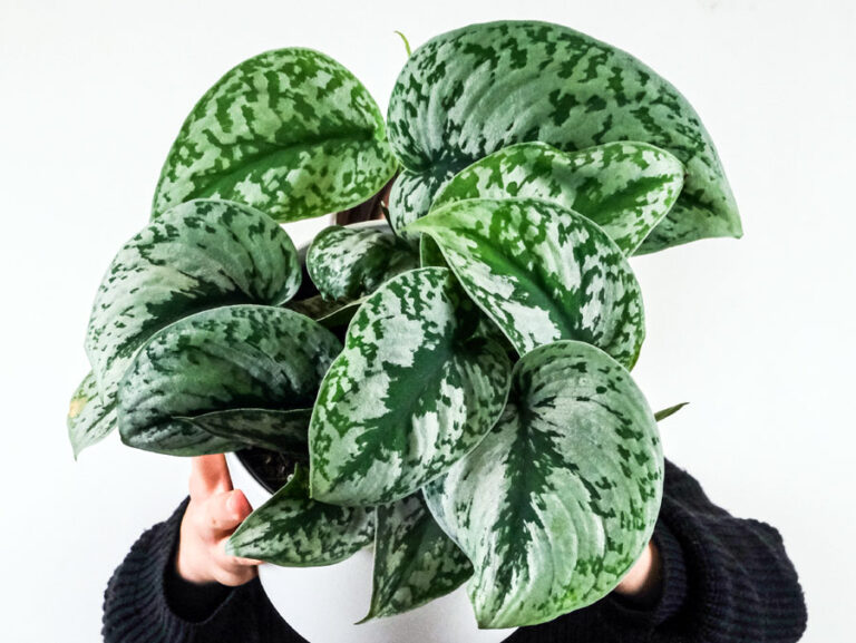 Satin pothos (scindapsus pictus) How to Grow silver pothos Plant