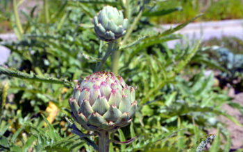 Artichoke Plant