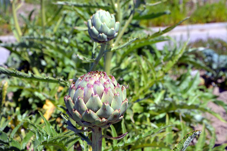 Growing artichoke (Cynara cardunculus) | How to Grow and Care Artichoke Plant