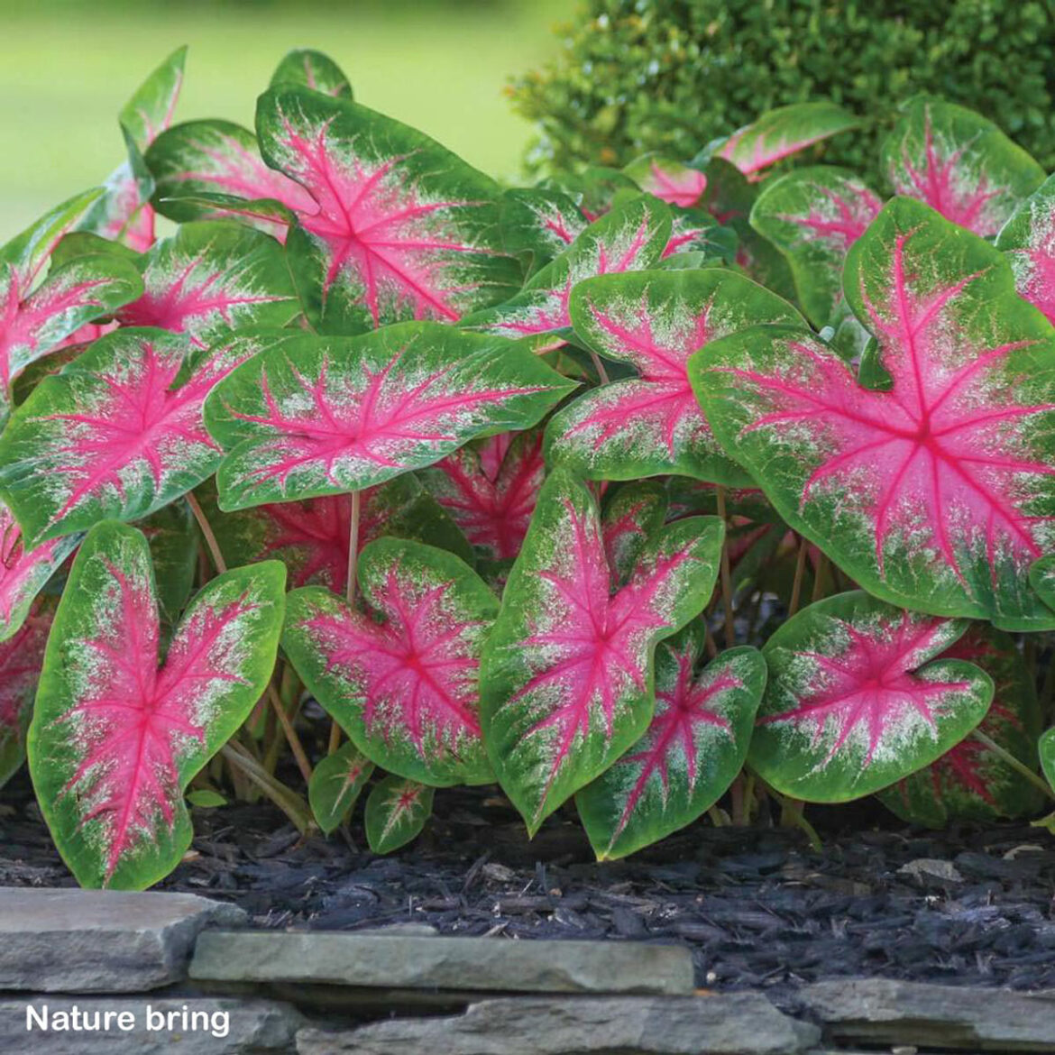 How to Grow and Care Caladium Plant | Growing Angel Wings