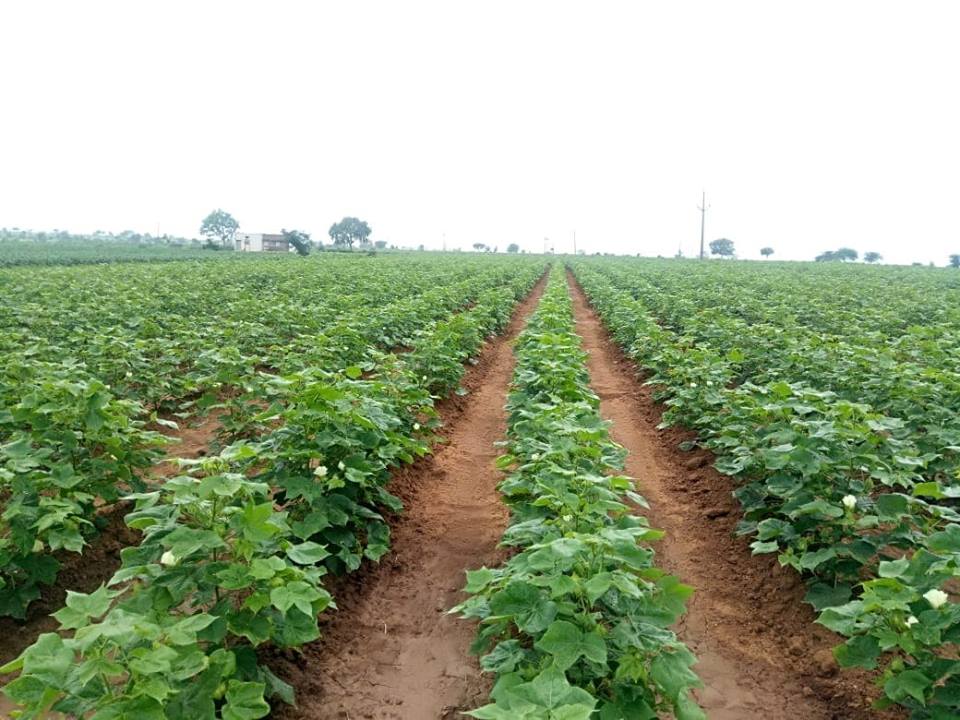 Cotton Plant