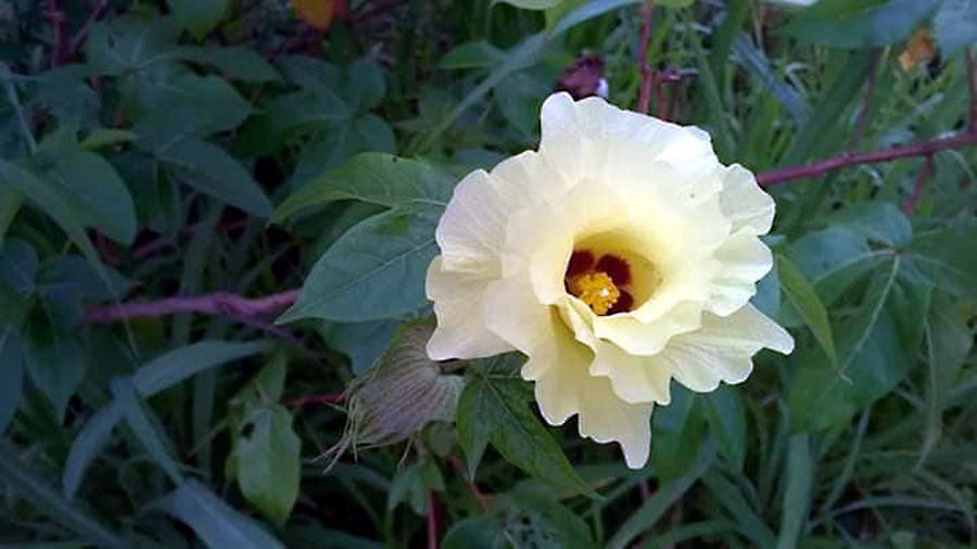 Growing Gossypium