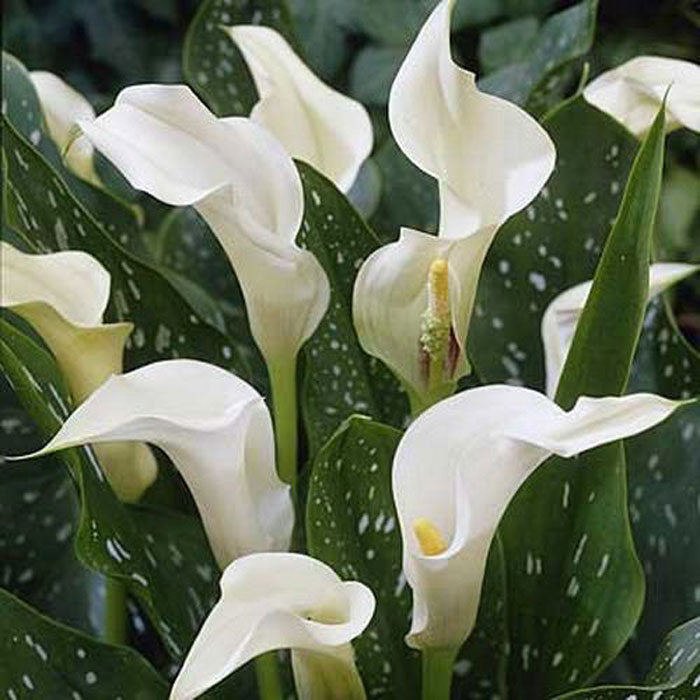 Calla lily care