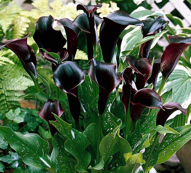 How to Grow Calla Lily Plant | Growing Calla lily in pots