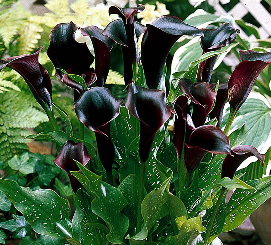 How to Grow Calla Lily Plant