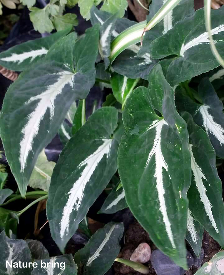 How to Grow and Care Syngonium Plant | Growing arrowhead plant