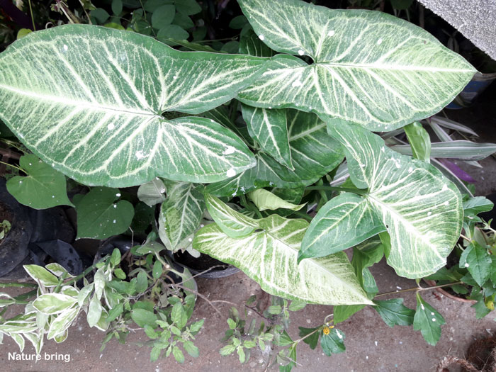 syngonium plant