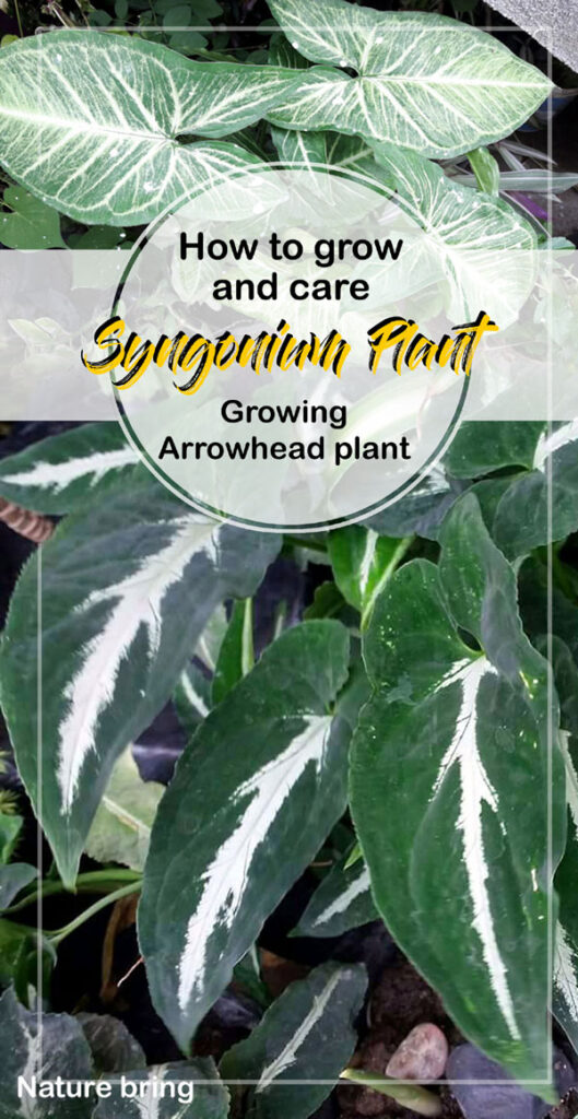 Syngonium Plant | Arrowhead plant