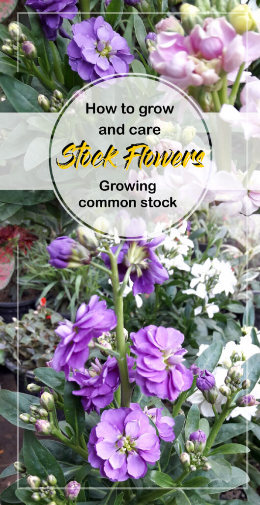 Stock Flowers