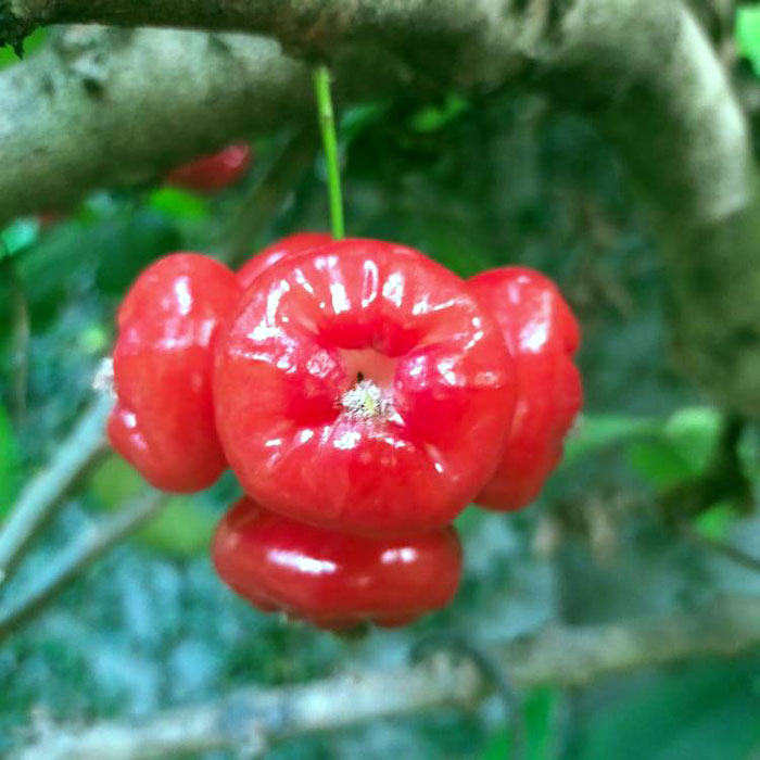 Water Apple Trees