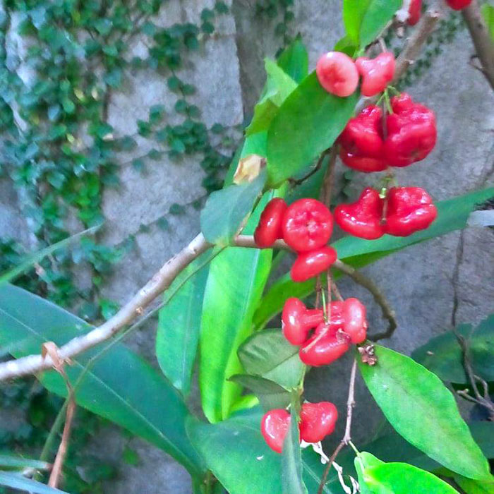 Growing Rose Apple