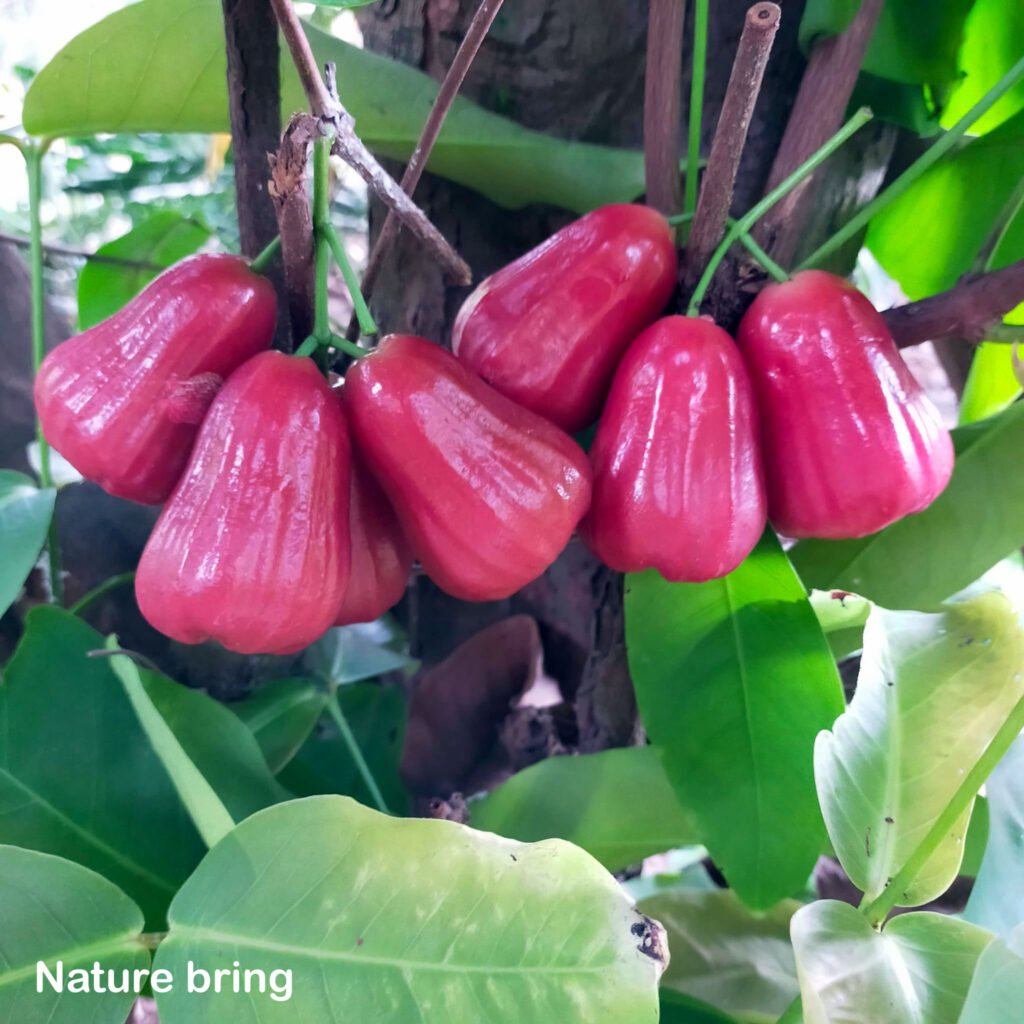 Water Apple Trees