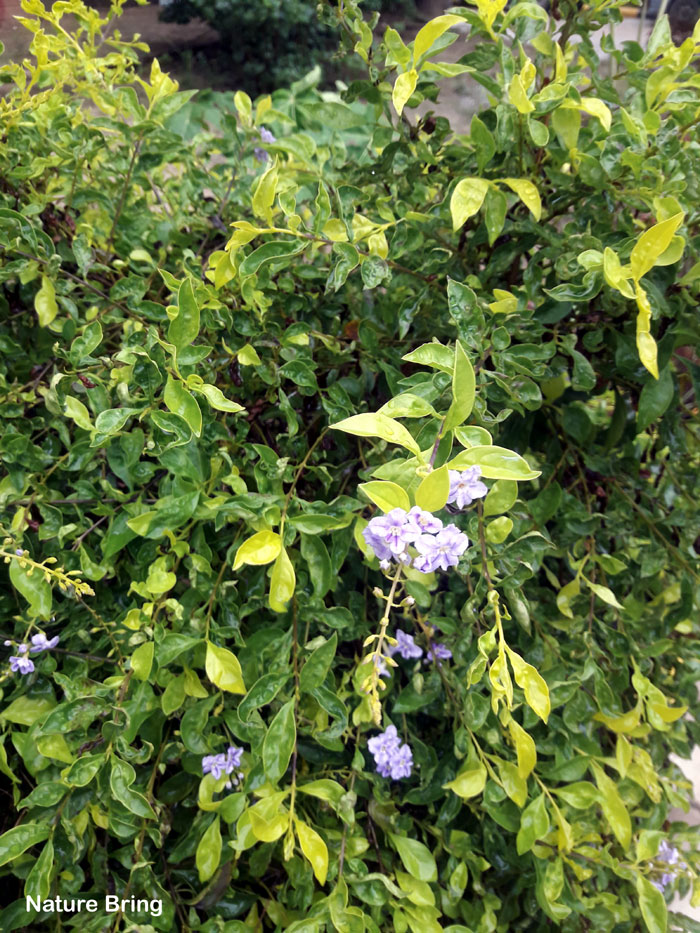 Duranta Plant (Sky flower)