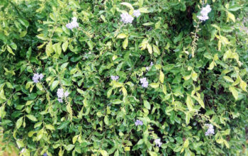 Duranta Plant