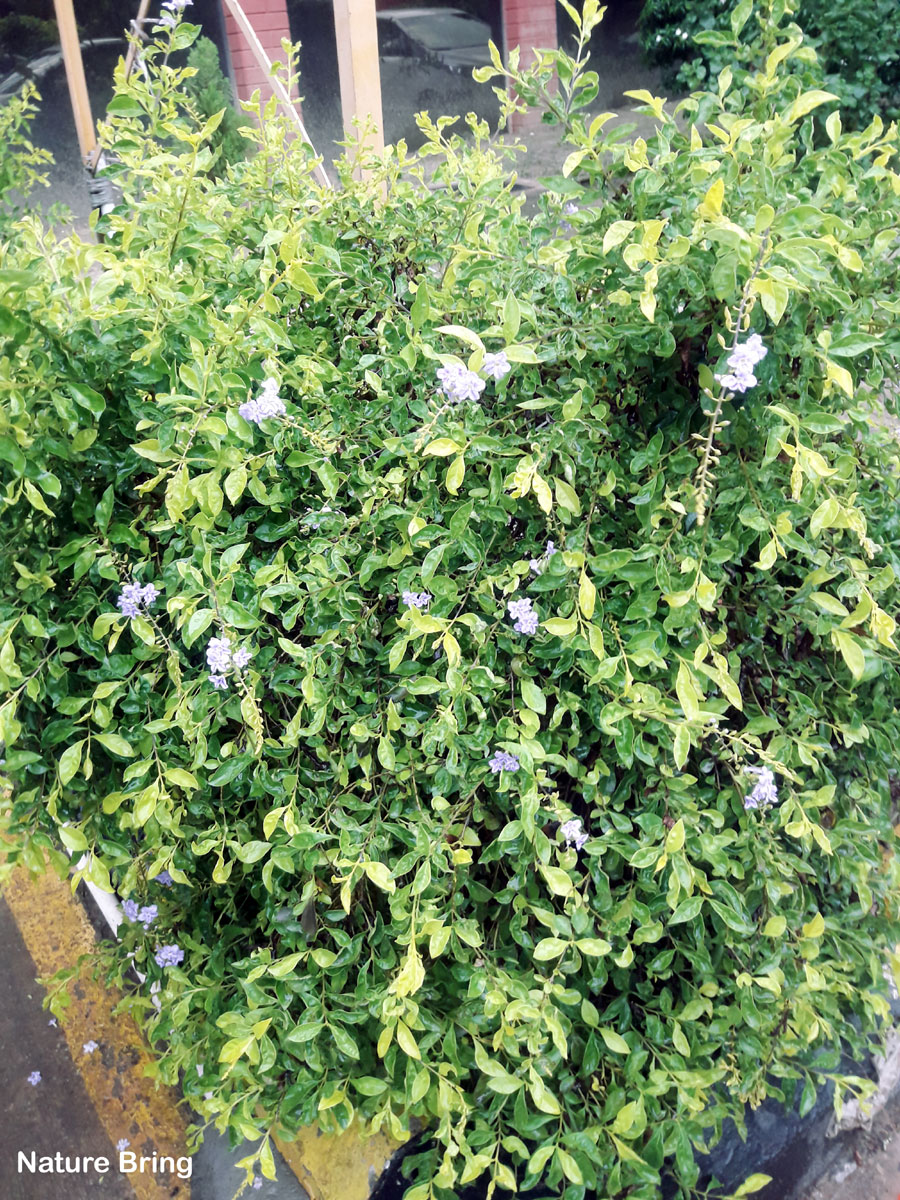 How to Grow Duranta Plant | Growing Tips For Golden Dewdrops