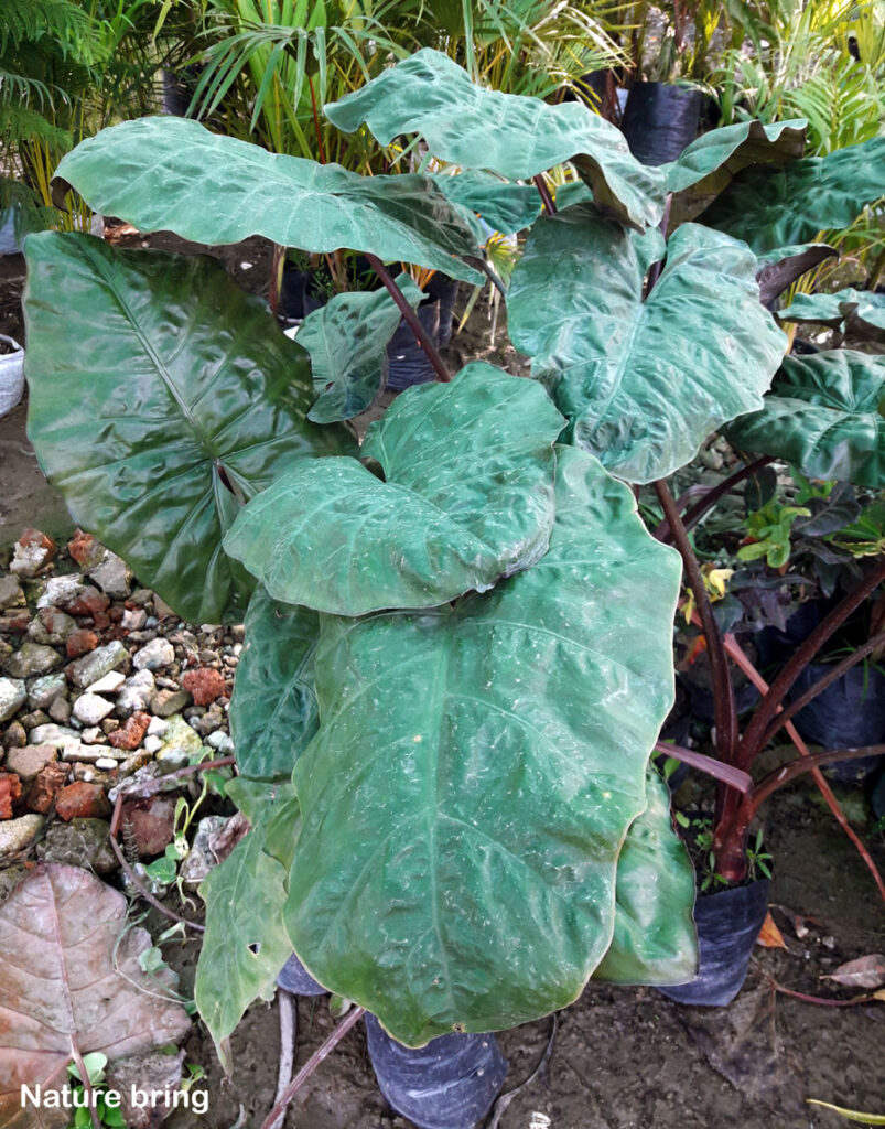 Growing elephant ear plant