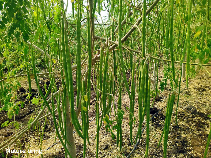 Moringa Plant