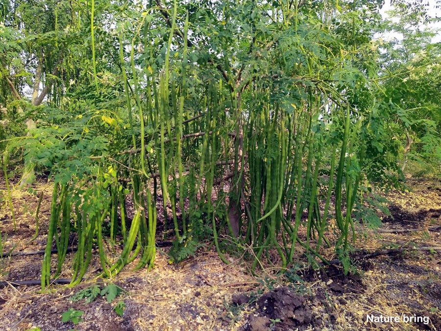 Moringa Plant