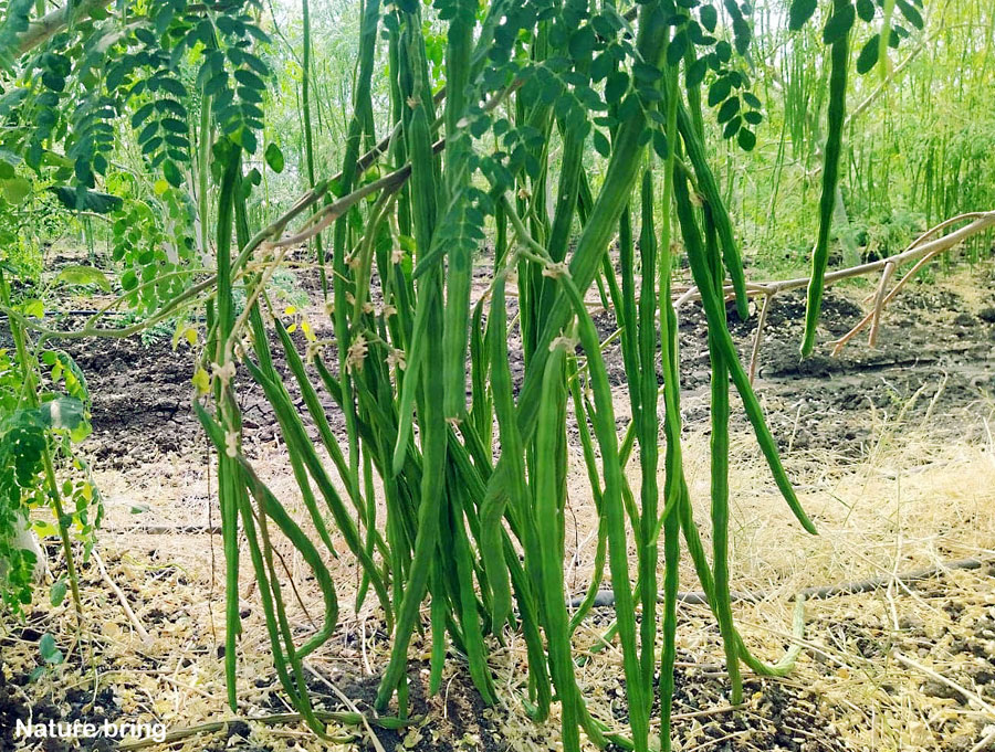 How to Grow and Care Moringa Plant | Growing Drumstick tree