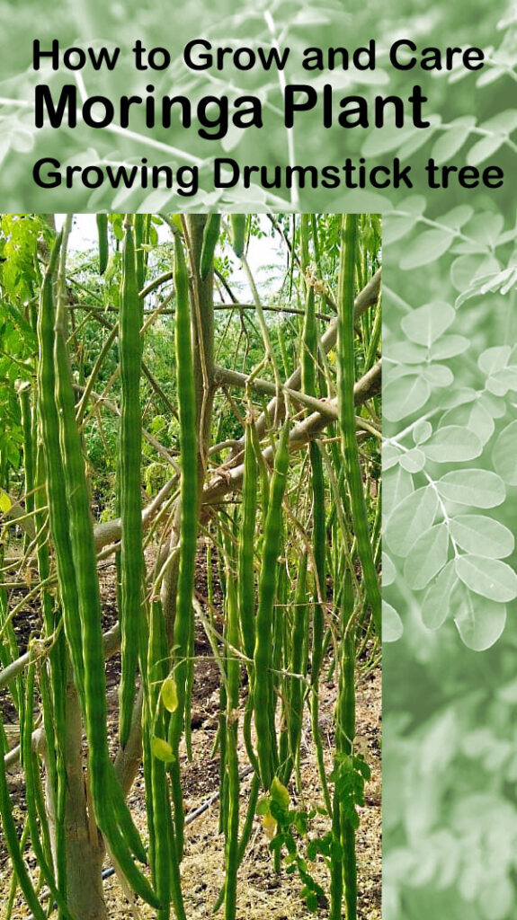 Moringa Plant