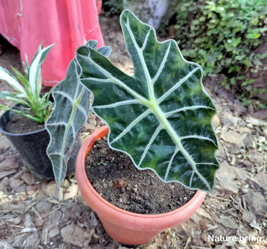 How to Grow and Care Alocasia Plant | Growing elephant ear plant