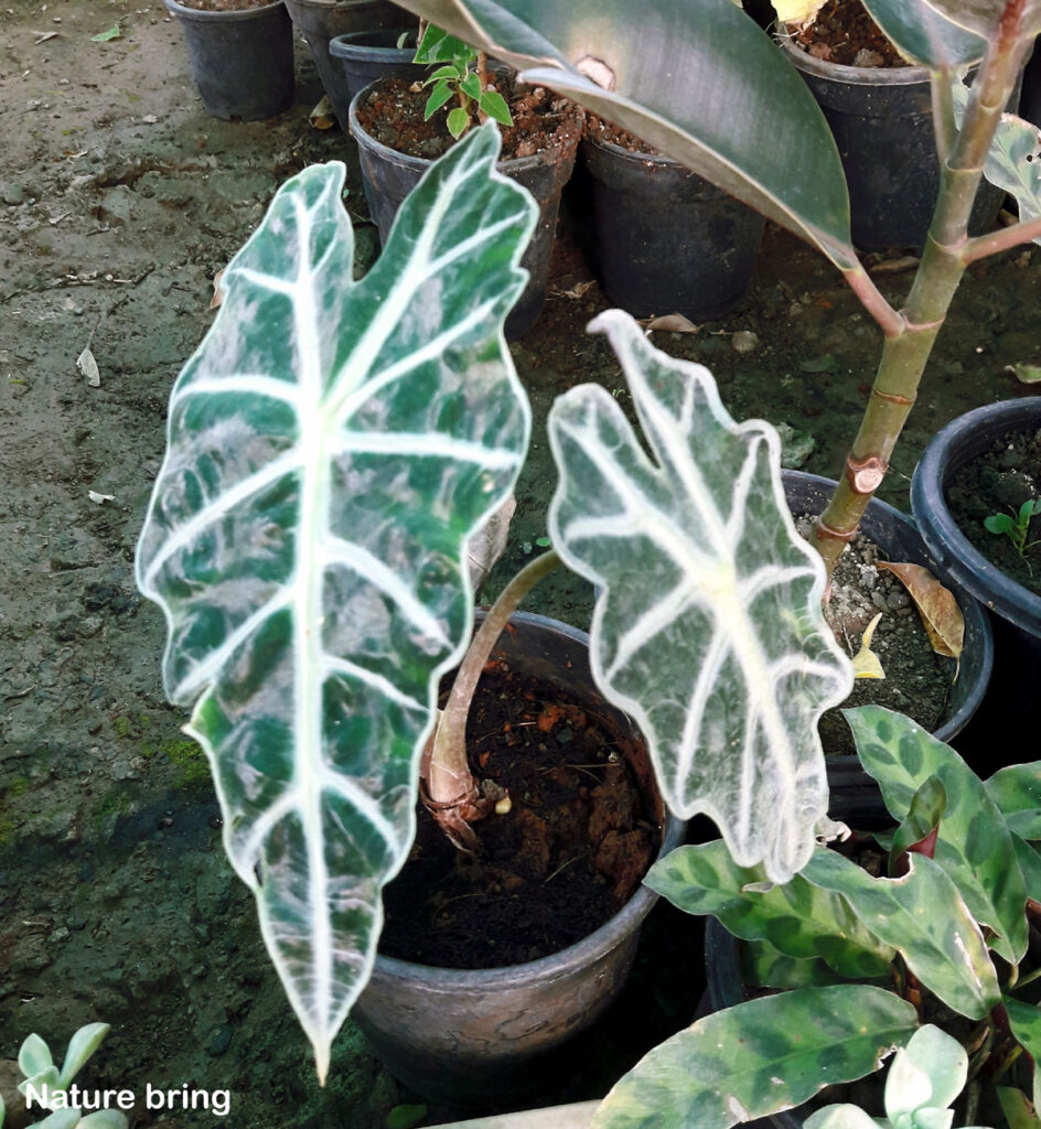 Alocasia Plant