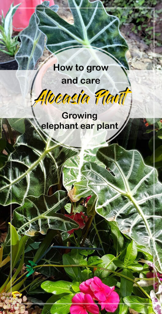 Alocasia Plant | elephant ear plant