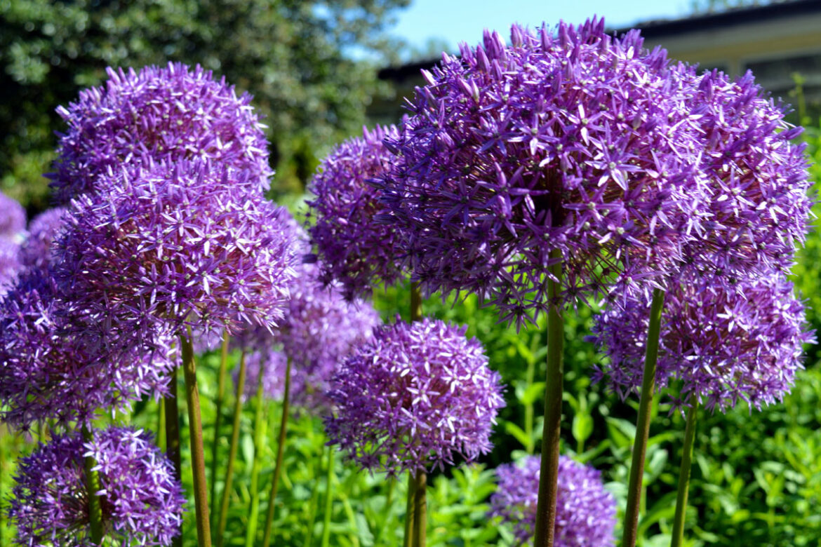 How to Grow and Care Gaint Allium Plant | Growing Ornamental Onion