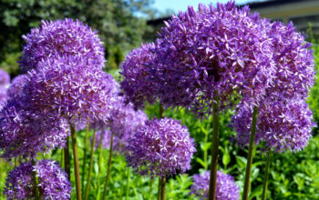 Ornamental Onion