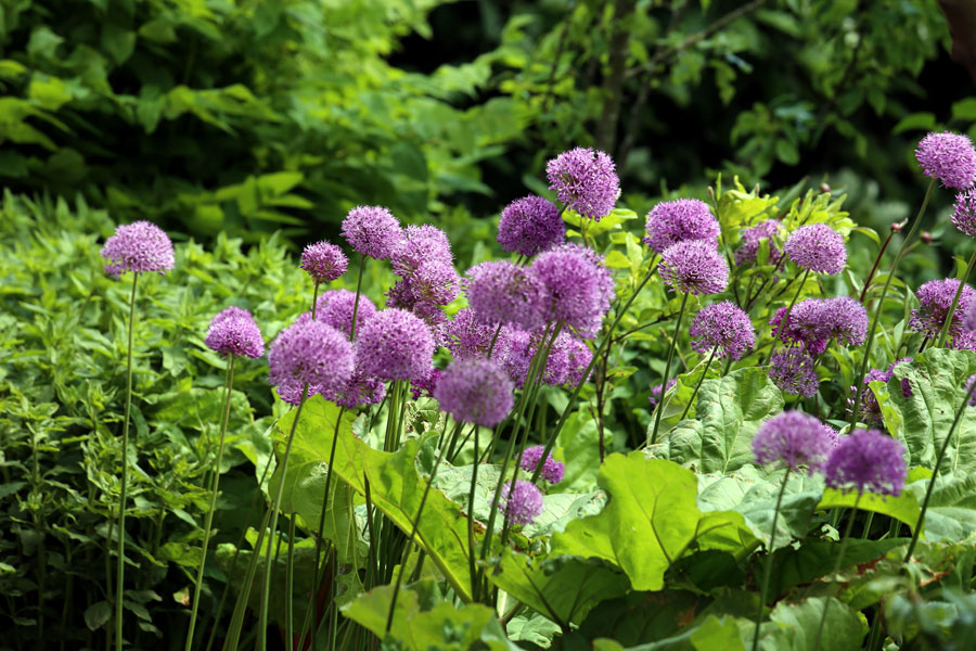 Growing Ornamental Onion