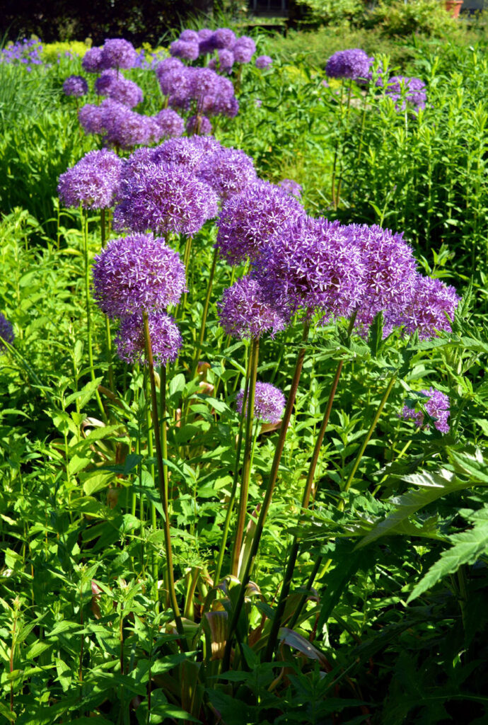 Gaint Allium Plant