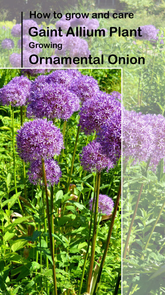 allium giganteum | ornamental onion