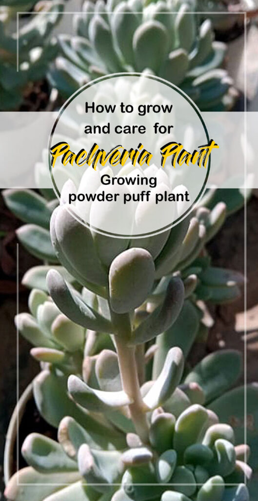 Pachveria Plant | powder puff plant