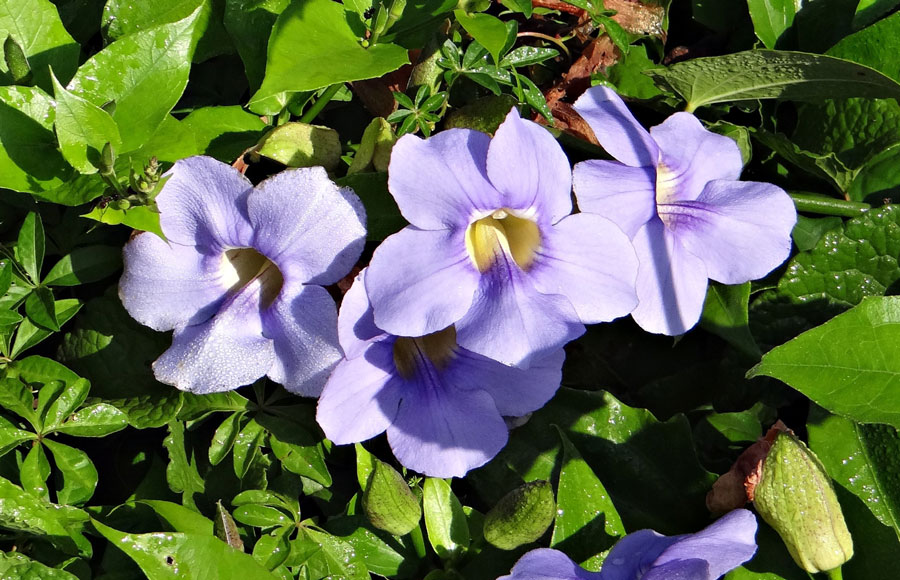 Climber Plants