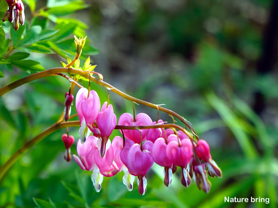 Climber Plants