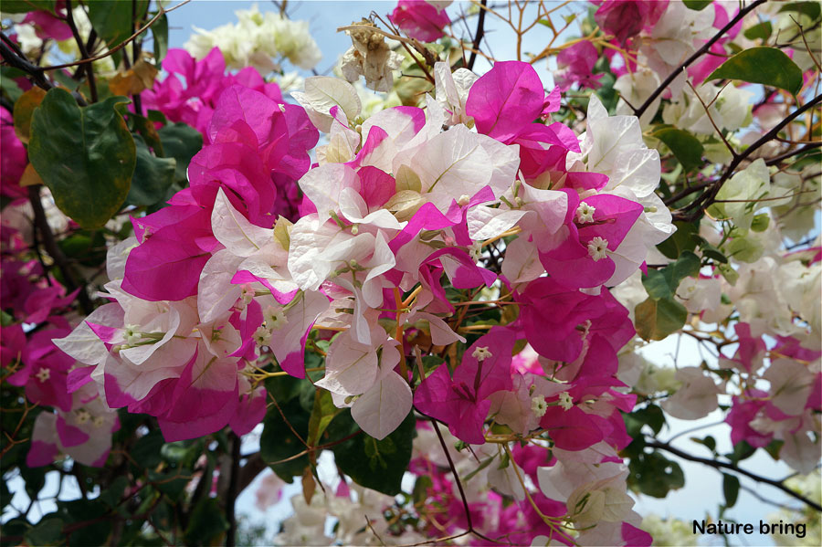 Vine plants