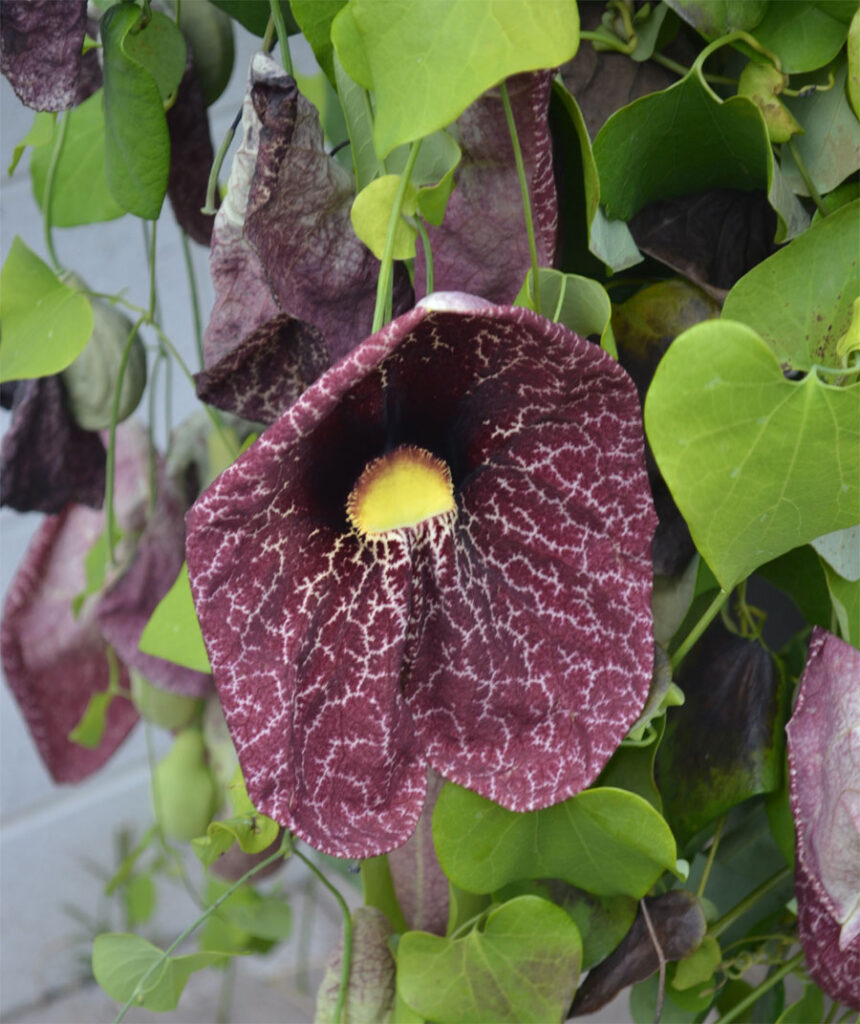 Climber Plants 