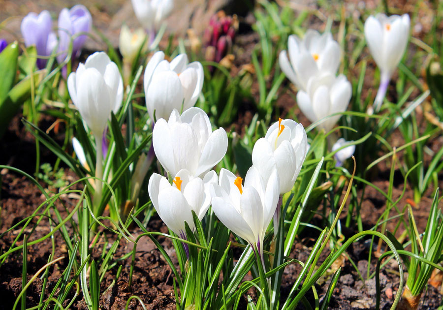 Crocus Plants