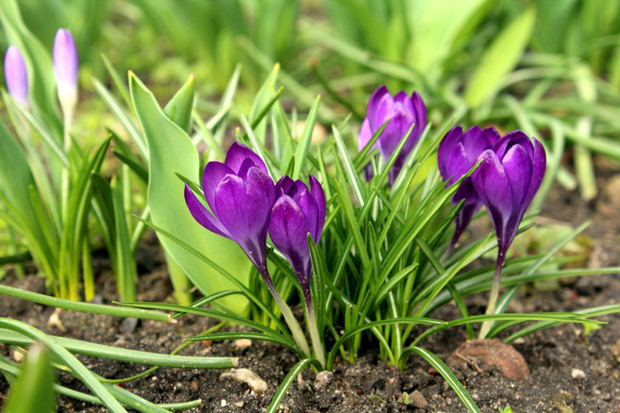 Growing Crocus from bulbs